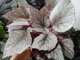 Бегония Yukon Frost (детка)