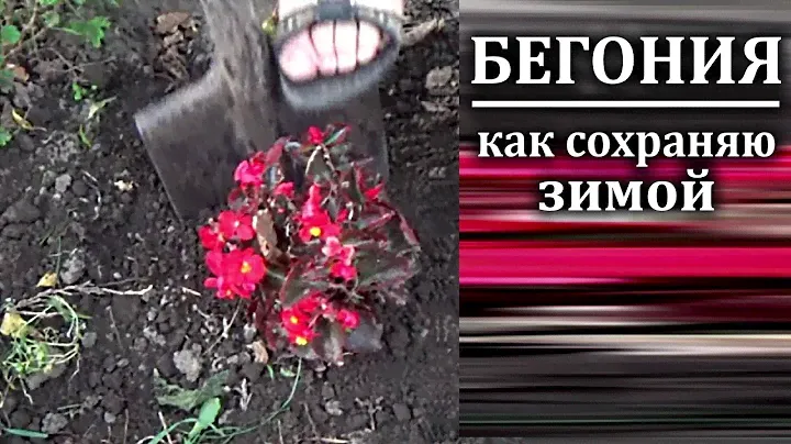 Бегония вечноцветущая. Как сохранить уличную бегонию зимой