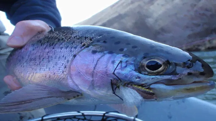 Yakima River Fly Fishing Report-March 7th, 2024-Worley Bugger Fly Co
