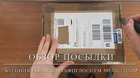 Обзор Посылки С Растениями [Бегония Ферокс и Элафоглоссум Metallicum]