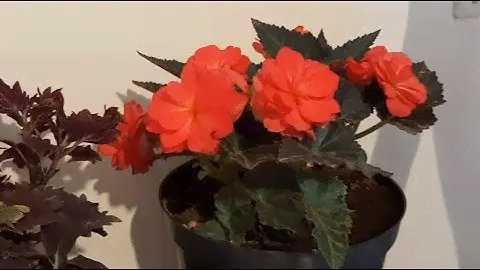 Как Сохранить Бегонию клубневую на зиму Отлично зимует до весны
