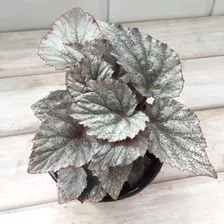 Бегония рекс Beleaf Yukon Frost, саженец в горшке 0,5 л